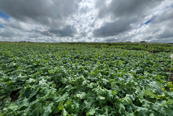 Brasil vai desenvolver as primeiras cultivares híbridas de canola adaptadas ao clima tropical