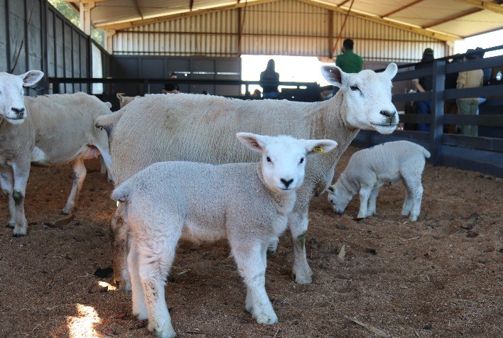 CooperAliança garante rastreabilidade total do cordeiro: segurança e qualidade do campo à mesa