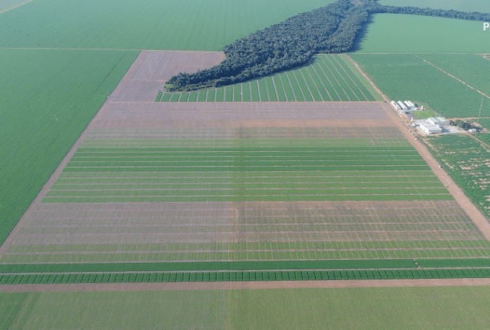 Clima e escolha de cultivares foram decisivos para o recorde de produtividade da soja em Mato Grosso
