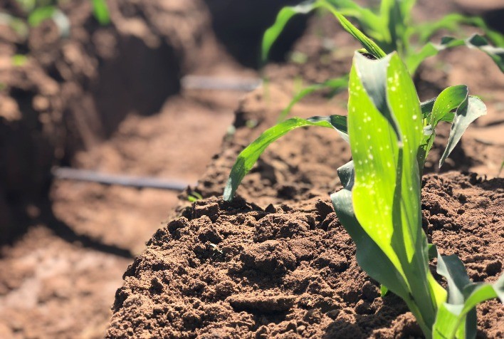 Mato Grosso do Sul investe em tecnologia para enfrentar mudanças climáticas e garantir produção de grãos