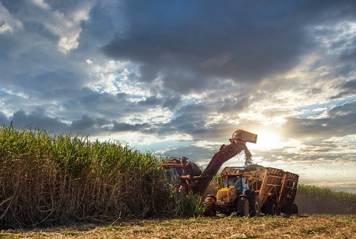 Clima favorece colheita de cana e pressiona preços do açúcar; usinas voltam atenção ao etanol