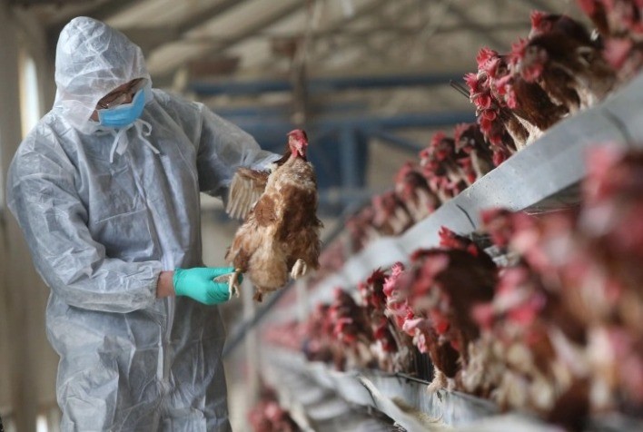 FAO emite alerta para avanço da gripe aviária nas Américas e reforça necessidade de ação coordenada