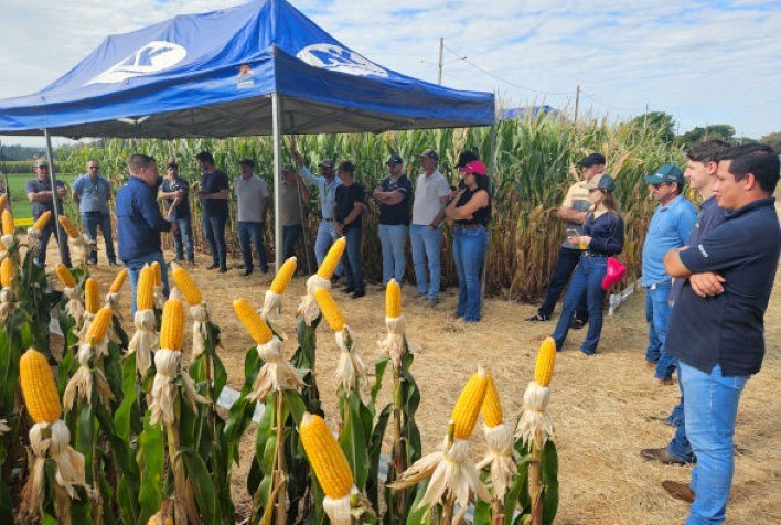 Copagril apresenta novos híbridos de milho e práticas sustentáveis em Dia de Campo no Paraná