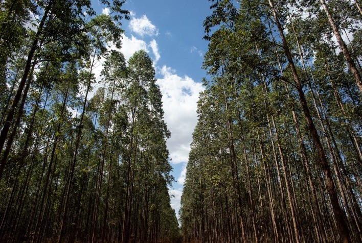 Setor de árvores cultivadas cresce 16,9% no 1º trimestre de 2025 e alcança superávit de US$ 3,7 bilhões