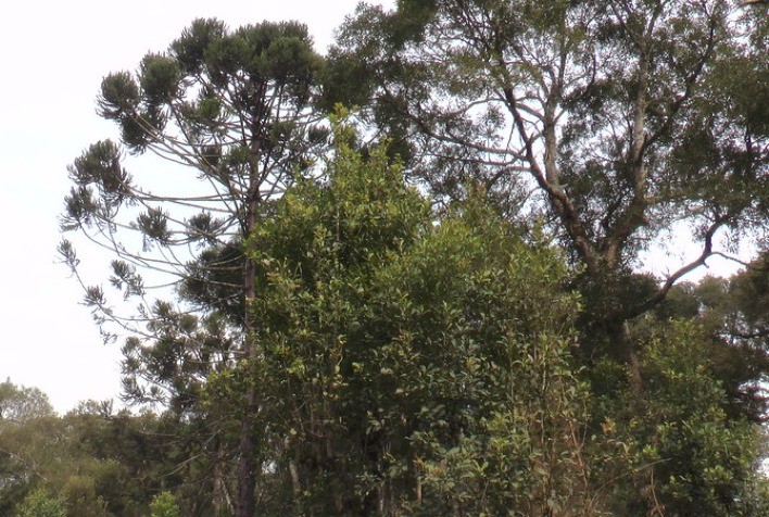 Sistema tradicional de erva-mate no Paraná é reconhecido pela FAO como patrimônio agrícola mundial