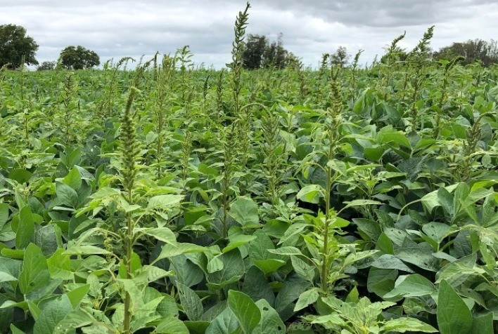 Caruru-palmeri: ameaça crescente à agricultura exige manejo integrado nas lavouras brasileiras