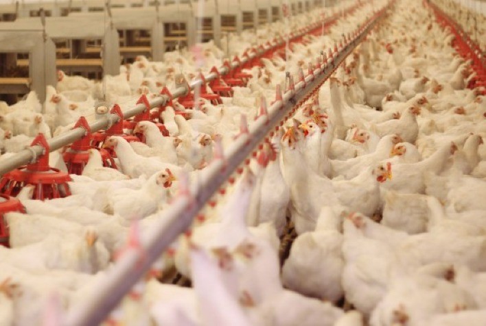 Brasil declara emergência zoossanitária após foco de gripe aviária e sofre suspensões em exportações de frango