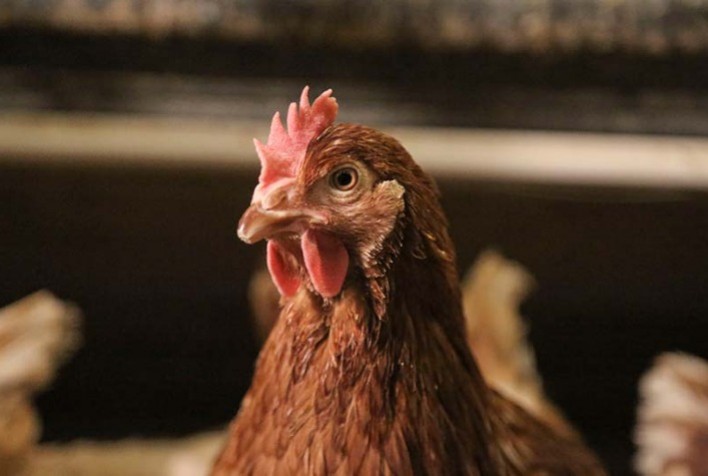 Reposição lenta e baixa no consumo pressionam preços da carne de frango; setor mantém foco na Influenza Aviária