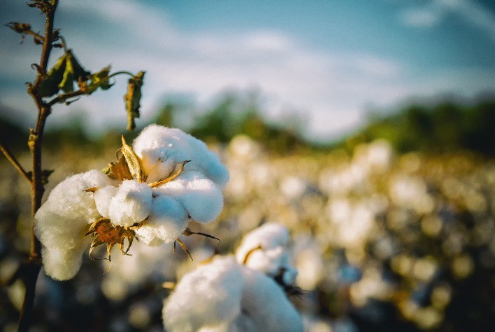 Mercado de algodão desacelera, mas mostra sinais de retomada com demanda em vários prazos