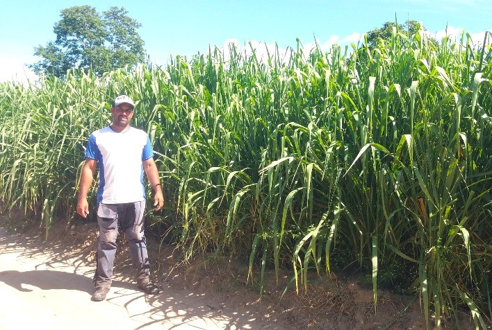 Pecuaristas do Vale do Jequitinhonha adotam sistema lavoura-pecuária para aumentar produção de leite