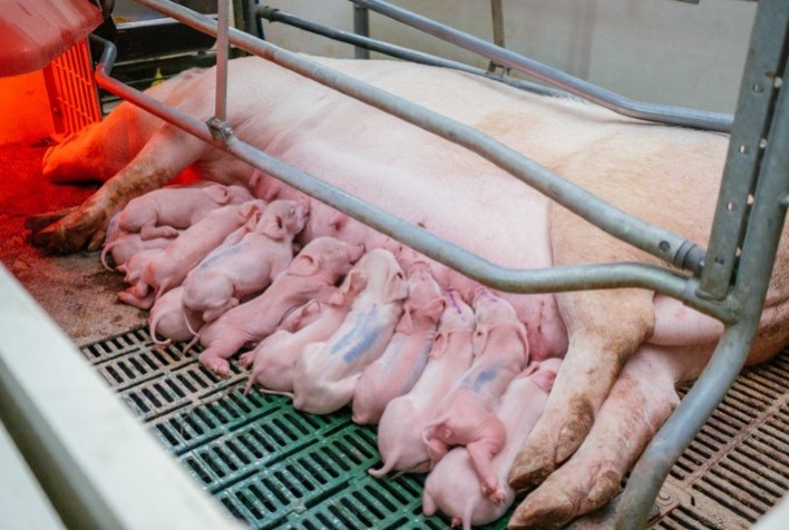 Manejo adequado no inverno e colostro são essenciais para reduzir mortalidade de leitões