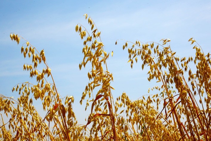 Paraná abre recebimento de propostas para subvenção do seguro rural de inverno