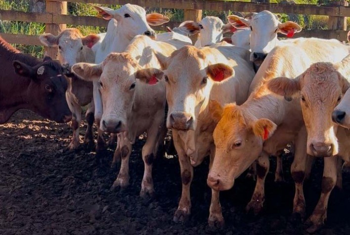 Projeto de melhoramento genético da raça Purunã deve ampliar oferta e melhorar qualidade da carne no Paraná