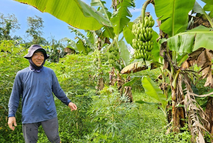 Paraná tem potencial para dobrar produtividade dos bananais com manejo adequado