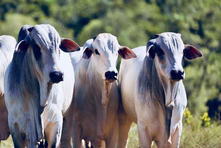 Connan destaca resultados de protocolos nutricionais no Dia de Campo da Fazenda ELGE, em MS