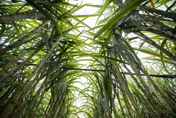 Safra 2025/26: Produtividade dos canaviais recua 16,6% em abril, aponta CTC