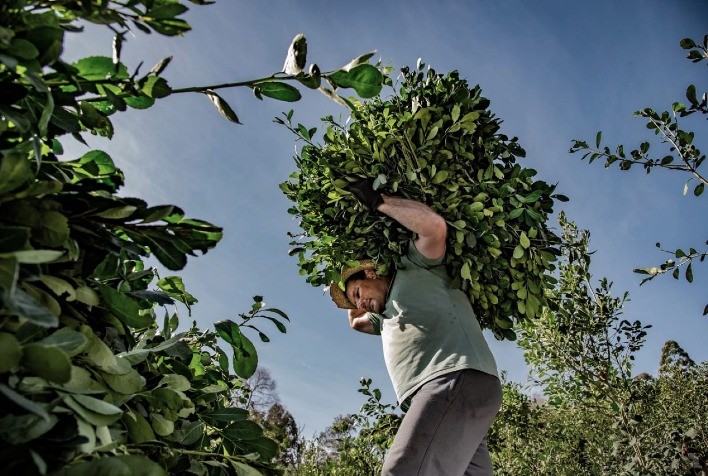 Falta de mão de obra e preços baixos dificultam colheita e plantio da erva-mate no Rio Grande do Sul