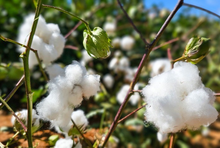 Centro de Tecnologia impulsiona retomada da produção de algodão no Norte de Minas