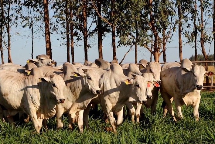 Preço do boi gordo em Mato Grosso se aproxima de São Paulo e inverte tendência histórica