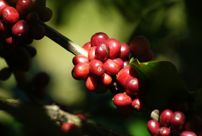 Produção recorde de café e soja impulsiona o protagonismo do Brasil no agronegócio, aponta ABIA