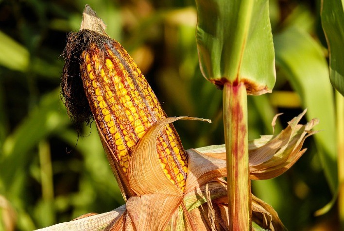 Mercado do Milho Registra Colheita Histórica, Mas Enfrenta Preços Estagnados e Queda nas Bolsas