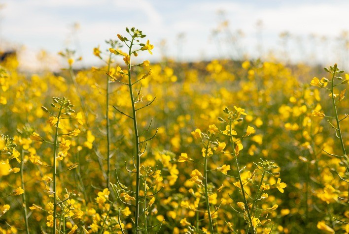 Canola 100% nacional pode impulsionar biocombustível para a aviação brasileira