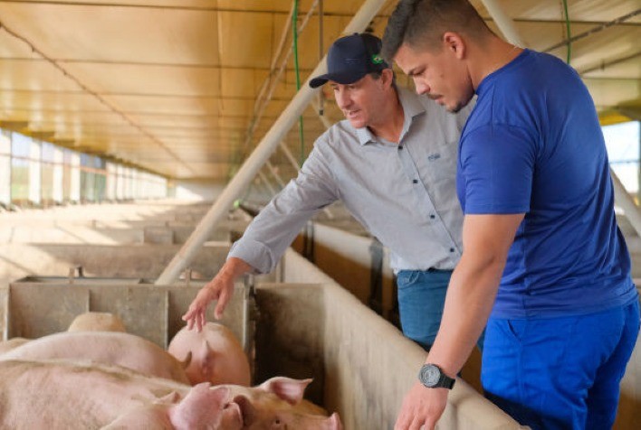 Produtor de Maripá (PR) se destaca na terminação de suínos com sistema integrado e eficiência reconhecida