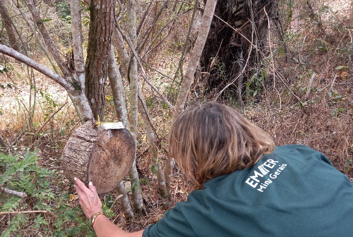 Projeto da Emater-MG preserva abelhas solitárias e fortalece a biodiversidade em Belo Horizonte