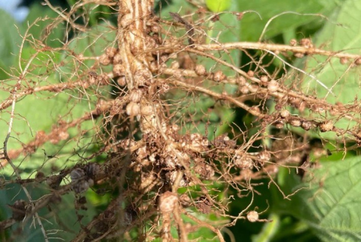 Como estimular o crescimento das raízes secundárias na soja e aumentar a produtividade