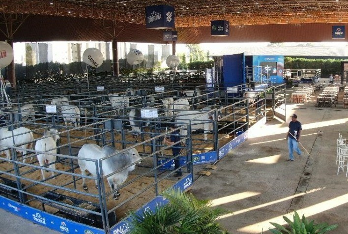 18ª ExpoGenética destaca genética como diferencial competitivo na pecuária zebuína