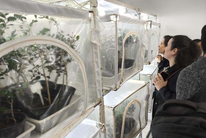 Paraná compartilha avanços no combate ao greening com técnicos de SC e RS