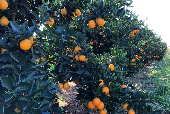 Sipcam Nichino destaca controle do psilídeo e soluções para citros na Expocitros 2025