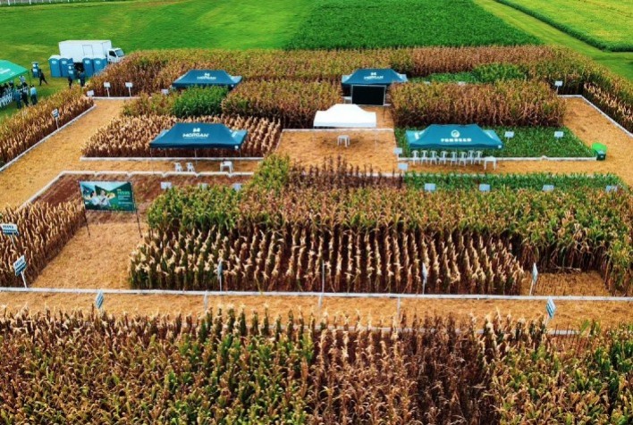 Híbridos da LongPing se destacam no TOP 10 de Silagem 2024/2025 com desempenho de alto nível