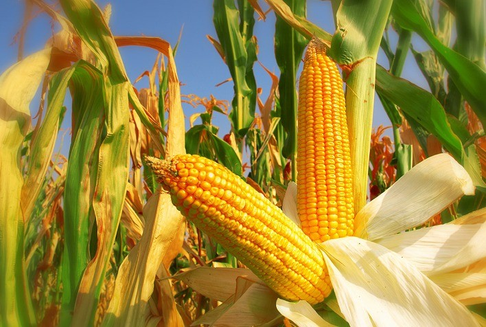 Preço do milho recua em maio com demanda retraída e expectativa pela colheita da safrinha