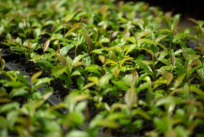 BNDES libera R$ 77,6 milhões para projeto de silvicultura com captura de carbono na Mata Atlântica