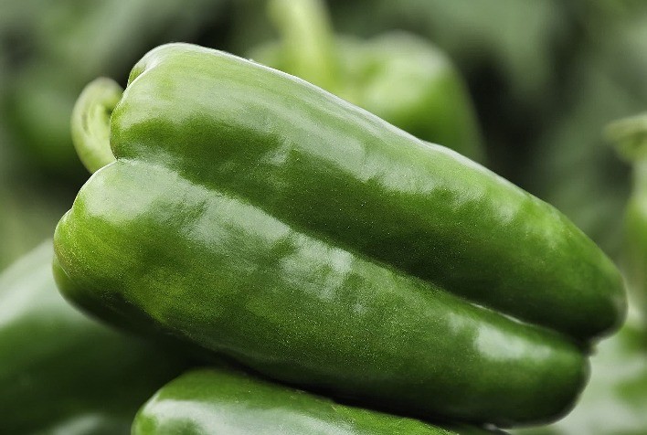 TSV Sementes e Superseed apresentam lançamentos de alta performance na Hortitec 2025