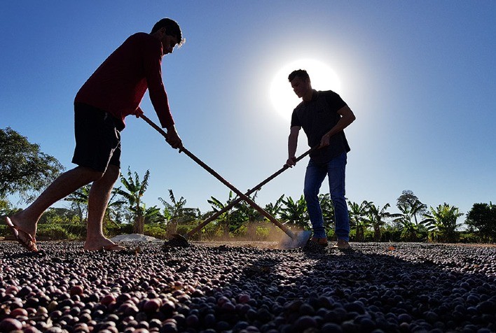 Cafezais das Matas de Rondônia sequestram 2,3 vezes mais carbono do que emitem, aponta estudo