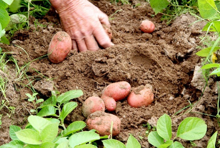 Novos Zoneamentos Climáticos Ampliam Áreas para Produção de Batata Fresca e Industrial no Brasil