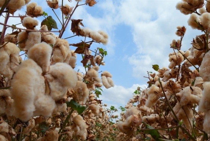Variedade FM 911 GLTP se destaca pela alta produtividade e tecnologia avançada no cultivo do algodão
