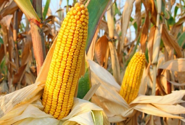 Produção global de milho cresce, mas consumo brasileiro deve superar oferta em 2,3 milhões de toneladas