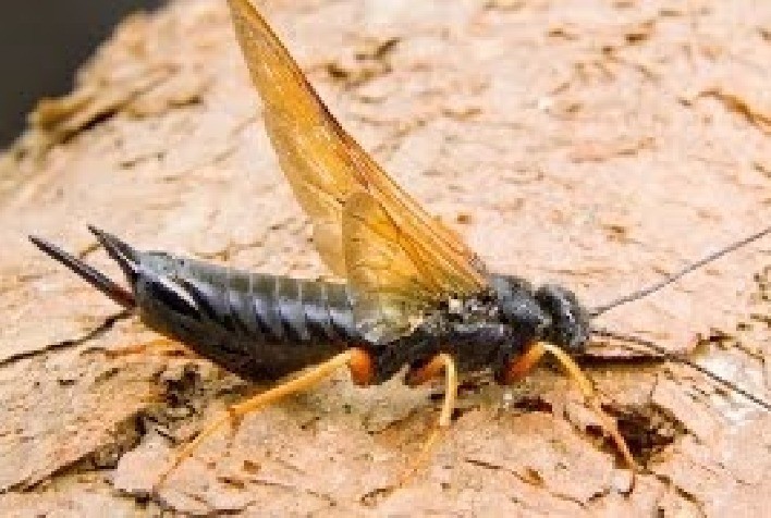 Vespa-da-madeira ameaça florestas de pinus e mobiliza ação conjunta entre Embrapa e setor florestal