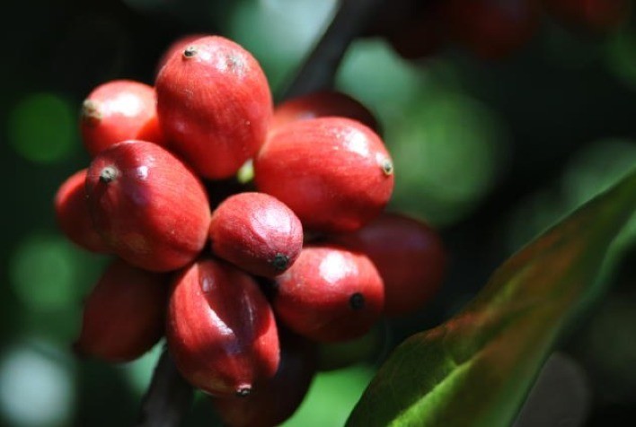 Bom ritmo da colheita do café robusta no Brasil pressiona preços na manhã desta terça-feira (3)