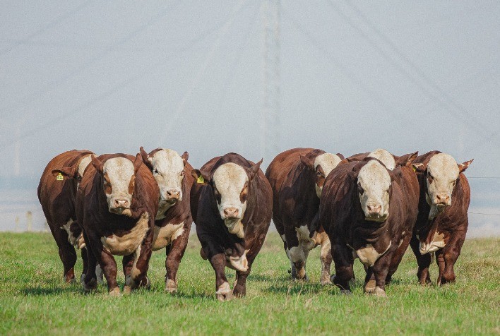 Rio Grande do Sul renova seguro pecuário contra febre aftosa para proteger rebanhos