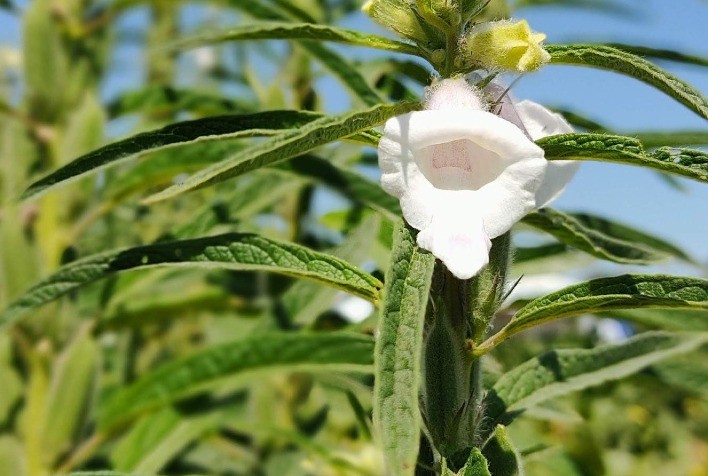 Frísia aposta no cultivo de gergelim e projeta expansão na segunda safra no Tocantins
