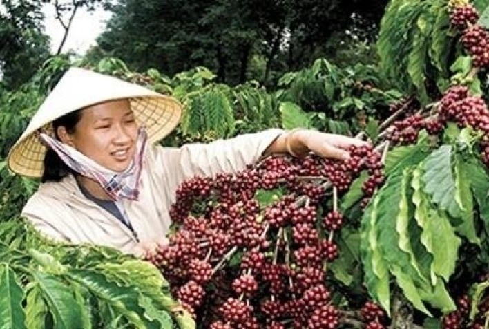 Vendas de café desaceleram no Vietnã enquanto estoques aumentam na Indonésia