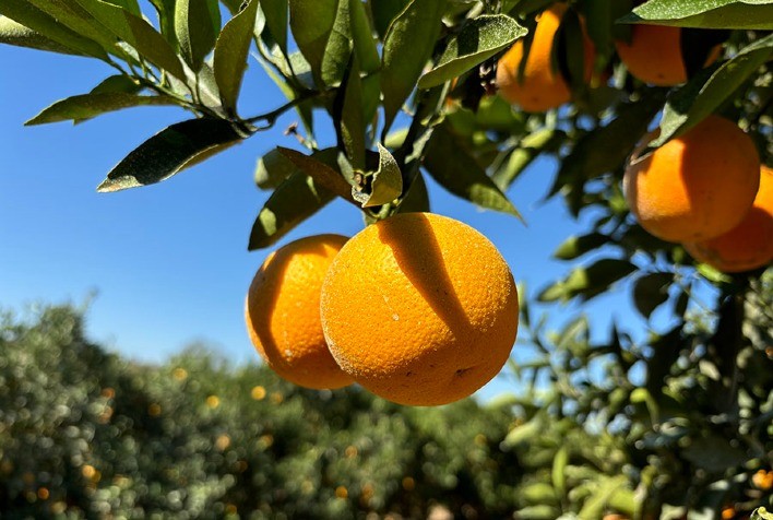 Novas variedades de laranja precoces prometem alta qualidade e produtividade para a citricultura brasileira