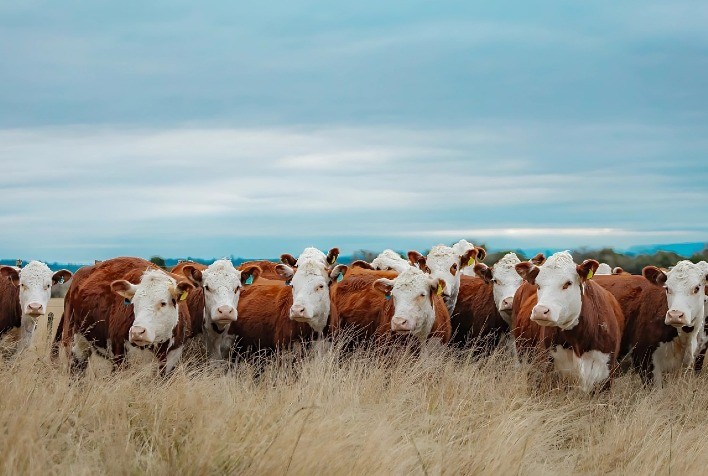 Gira Internacional Hereford 2025 reúne Brasil, Argentina e Uruguai para troca técnica sobre bovinocultura