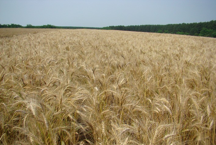 Queda na produção pode valorizar o trigo e beneficiar produtores que mantiverem o plantio