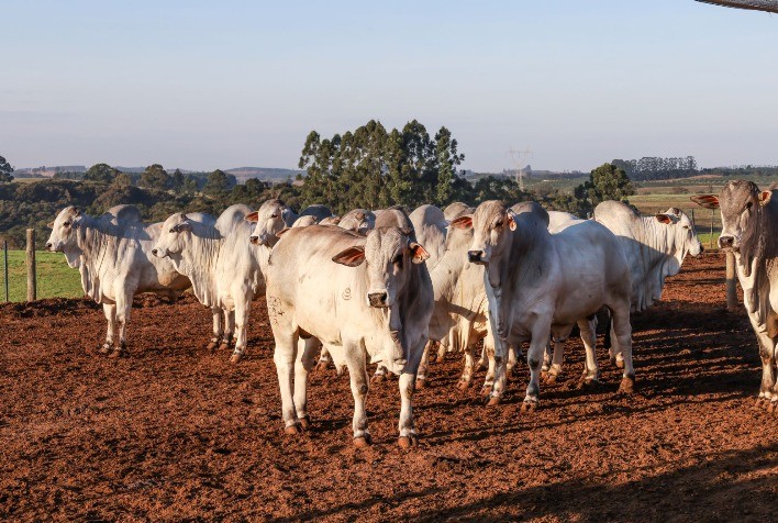 Leilões na Feicorte 2025 movimentam negócios, tradição e solidariedade no agronegócio