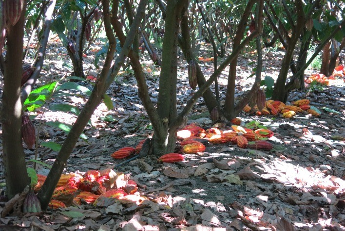 Brasil aposta em tecnologia de irrigação para retomar protagonismo mundial na produção de cacau